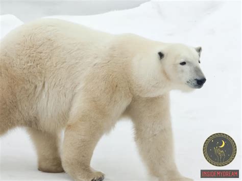 White Polar Bear Dream Meaning: Symbolism and Interpretation