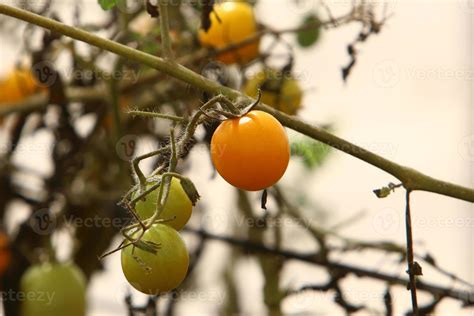 Rich harvest of cherry tomato in the collective farm garden. 9978913 Stock Photo at Vecteezy