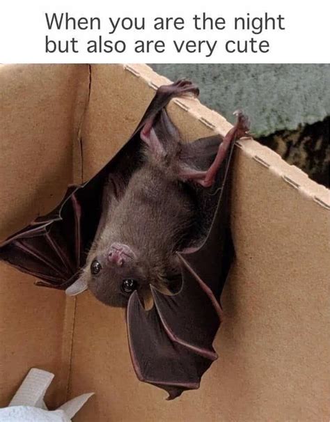 Pin on Bats