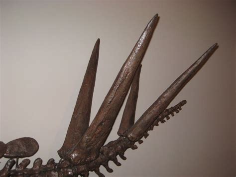 the thagomizer