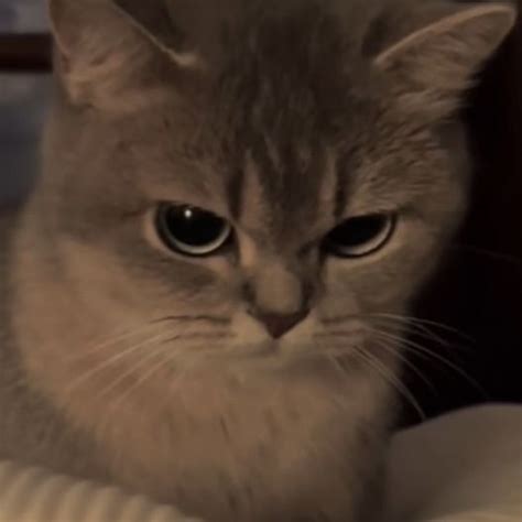 angry cat meme pfp profile pic inspo idea for instagram tiktok twitter | Cat profile, Funny cute ...