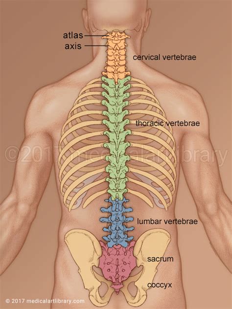 Spine Posterior View - Medical Art Library