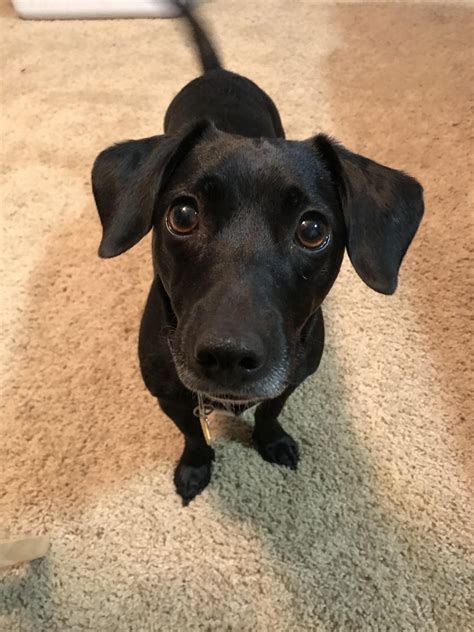 Meet my dachshund/lab mix Luna! : Dachshund