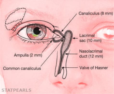 Nasolacrimal Duct Anatomy