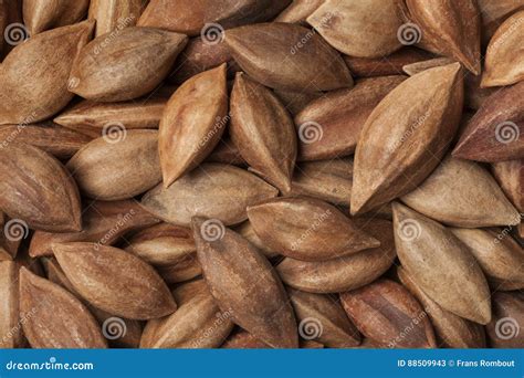 Unshelled Pili Nuts Full Frame Stock Image - Image of pili, seeds: 88509943