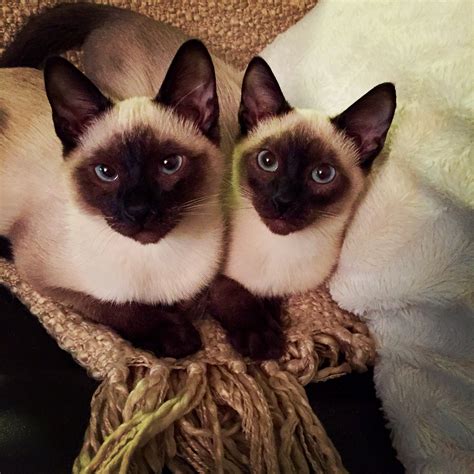 Meet the #twins - 4mos old Siamese kittens Scarlett & Rhett (R-L). # ...