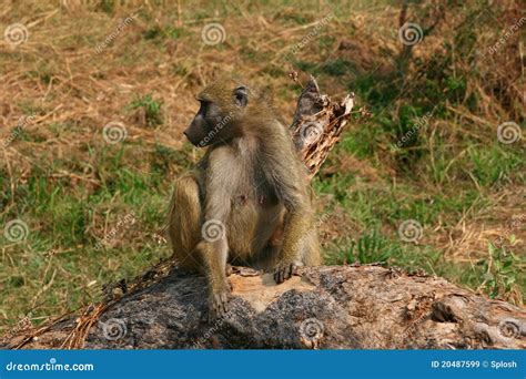 Female Baboon stock image. Image of food, sitting, mammals - 20487599