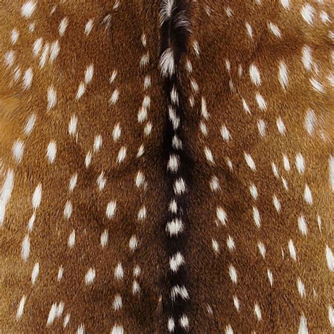 Axis Deer Hide | Deer hide, Animal print background, Deer