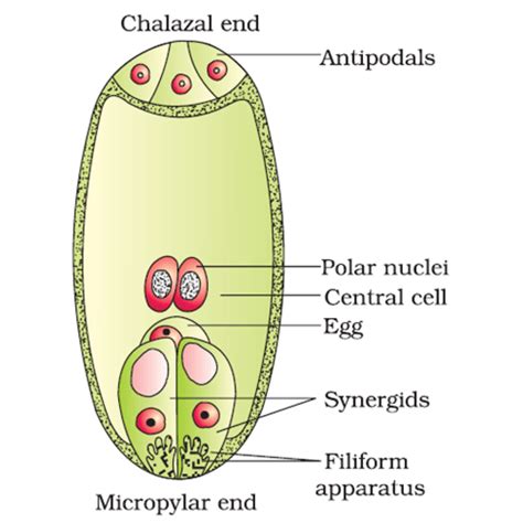 Describe the structure of mature embryo sac of angiosperm - Sarthaks ...