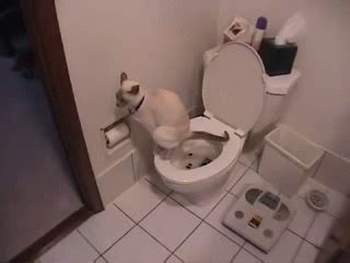 Cat Using Toilet & Toilet Paper GIF - Cats Pets Tricks - Discover ...