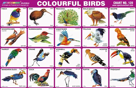 Spectrum Educational Charts: Chart 128 - Colourful Birds
