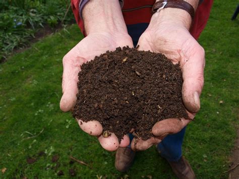 Composting with worms has many health benefits - CityScene Magazine