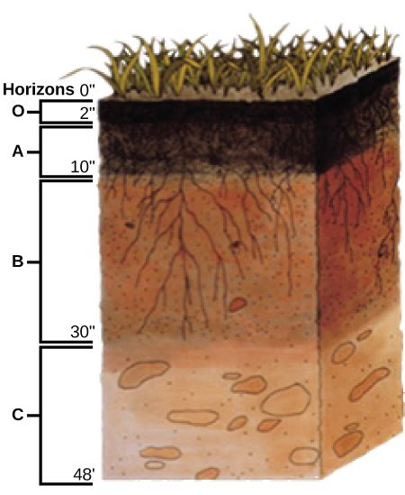 The Soil | OpenStax Biology 2e