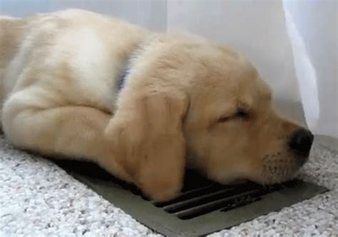 Golden Retriever Gif - Golden Retriever GIF - Find & Share on GIPHY, The latest gifs for #golden ...