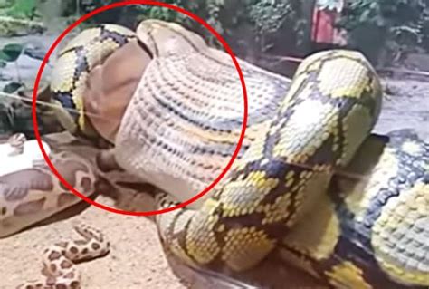 Massive Snake Swallows Fully Grown Cow Terrifying Video Surfaces Watch