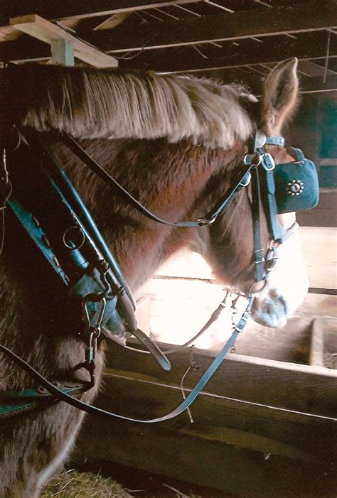 Are You Working Your Horses? - Small Farmer's JournalSmall Farmer's Journal