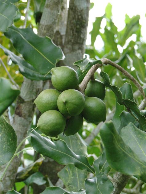 Macadamia Nut Tree SEEDS 3 Big Seeds Macadamia integrifolia | Etsy