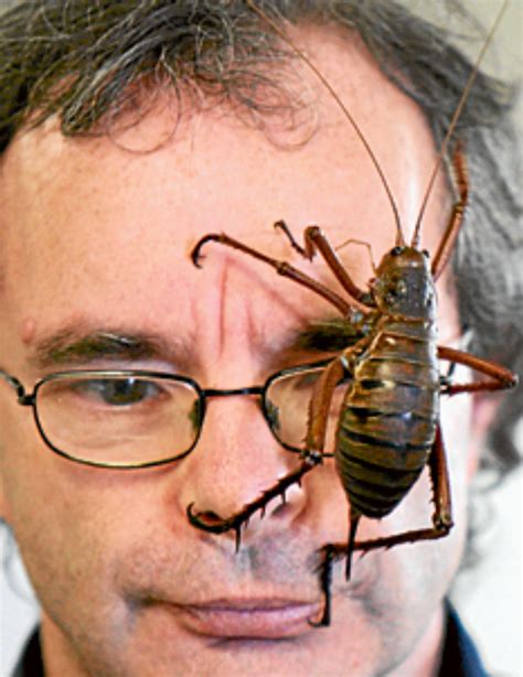 New Zealand Giant Weta is the world's biggest bug, weighing 71g—three ...