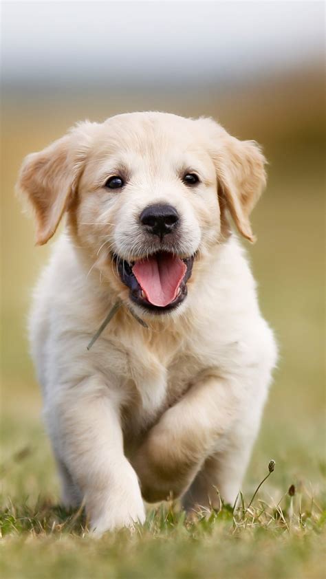 Golden Retriever Puppies Wallpapers - Wallpaper Cave