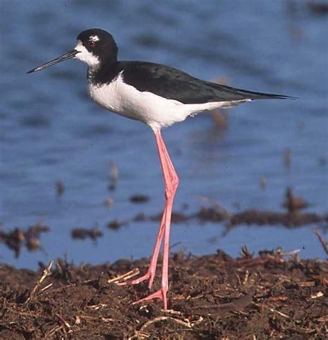 Hawaiian Stilt, endangered subspecies of Black-necked Stilt - endemic to Hawaiian islands ...