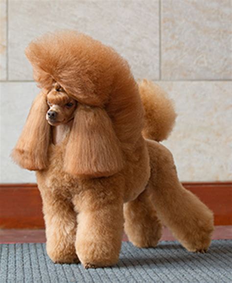 What Does A Teacup Poodle Look Like