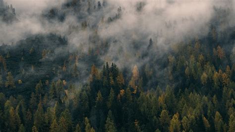 Foggy Forest Wallpapers - Top Free Foggy Forest Backgrounds - WallpaperAccess