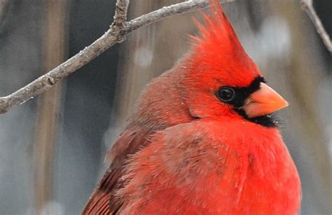 The Recorder - Speaking of Nature: A winter classic: the northern cardinal