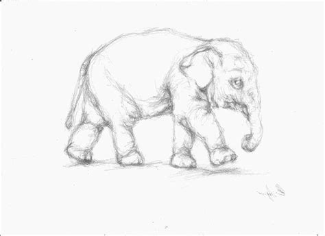 Pencil Drawing Images Animals - bestpencildrawing