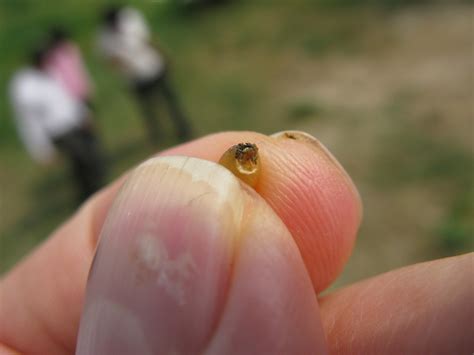 Black point in wheat kernel | Wheat kernel showing symptoms … | Flickr