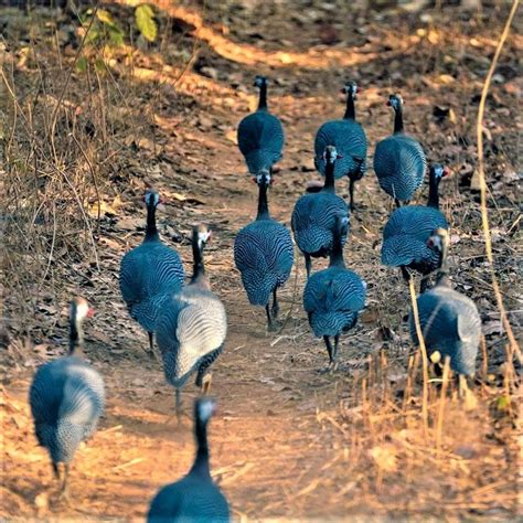 a flock of peacocks walking down a dirt path
