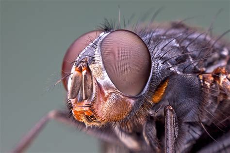 Fly face - Tadej TRSTENJAK | Nature Photographer