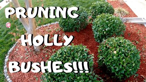 PRUNING HOLLY BUSHES I Winter Gardening Tips - YouTube