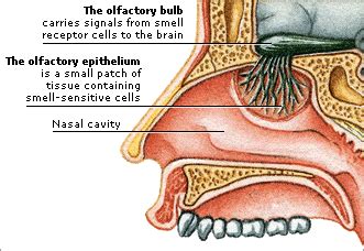 nose inner parts