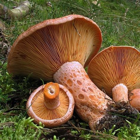 Lactaire délicieux | Lactarius deliciosus | Mycothérapie | Russulacées