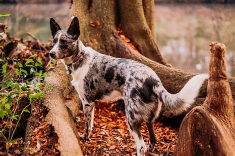 The Texas Heeler - Everything You Need To Know About This Unique Mix | Your Dog Advisor