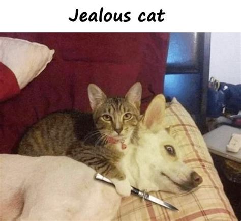 Jealous cat - xdPedia.com (5102)