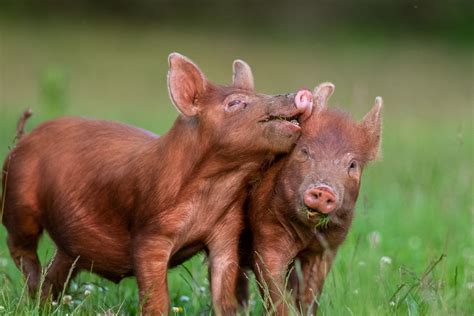 Tamworth pigs - Ray Brown Wildlife Photography | Ray Brown Wildlife ...