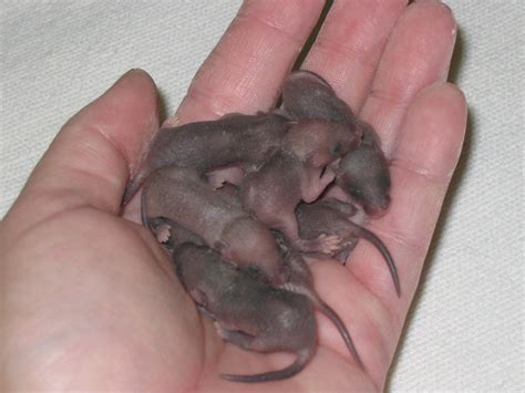 Baby mice in hand Free Photo Download | FreeImages