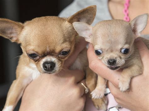 Chihuahua Smallest Dog - Photos All Recommendation