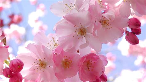 Beautiful Pink Cherry Blossom Wallpaper - Colors Wallpaper (34590464) - Fanpop