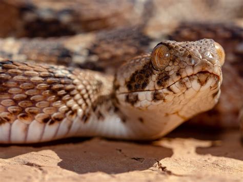 The 8 Most Dangerous Desert Creatures – My planet blog