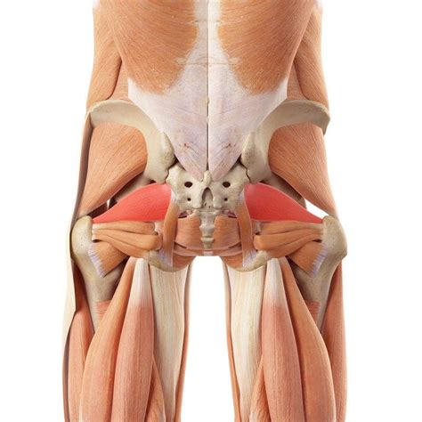 Piriformis Treatment | El Paso, TX Chiropractor | Dr. Jimenez D.C.