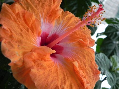 orange hibiscus