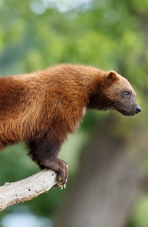 Wolverines are extremely rare in Michigan. The last one sighted was in ...