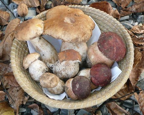 Porcini Season Is Here: How To Find And Cook These Delicious Mushrooms ...