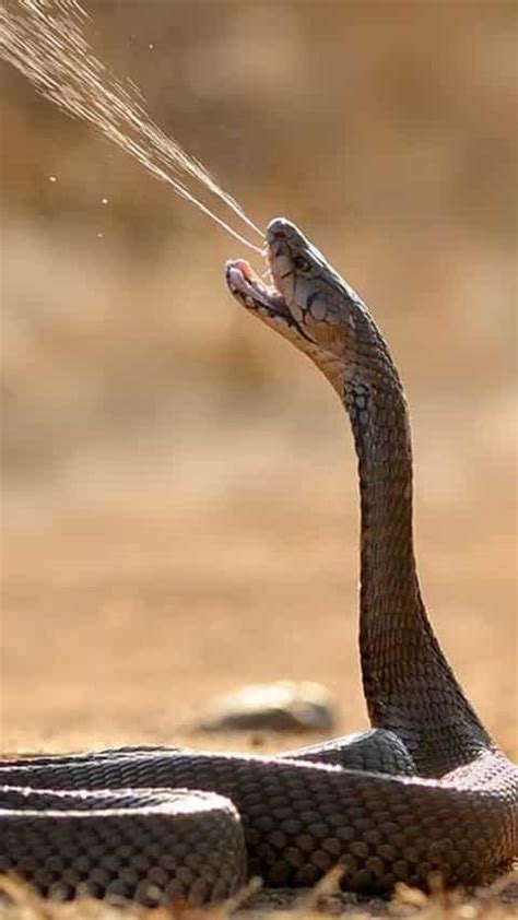 Deadliest cobras who spit venom