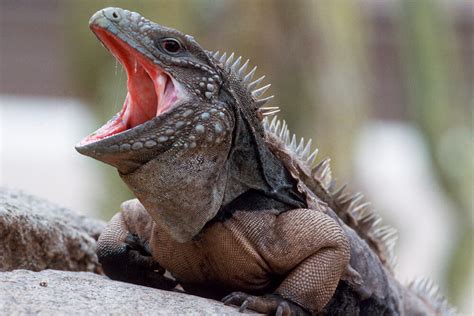 Iguana | San Diego Zoo Animals & Plants