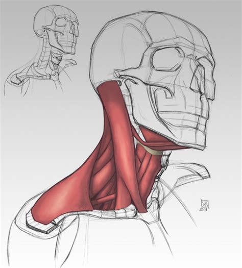 14 best Drawing References - Anatomy - The Neck images on Pinterest ...