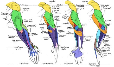 (138 images) Drawing references and tutorals | Anatomy drawing, Human ...