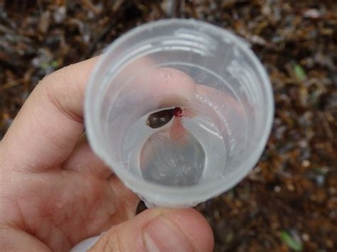 Blood-sucking leeches can help scientists map biodiversity